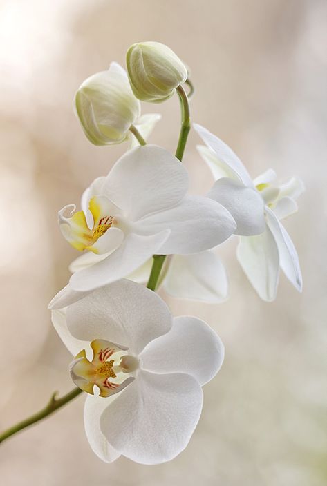 Orchid Photography, Growing Orchids, Moth Orchid, 수채화 그림, Orchid Care, Beautiful Orchids, White Orchids, Exotic Flowers, Flowers Nature