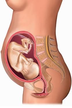 Why 40 Weeks? Trimester By Weeks, 24 Weeks Pregnant, 28 Weeks Pregnant, Pregnancy Calendar, 32 Weeks Pregnant, Pregnancy Checklist, Fit Pregnancy, Fetal Development, Mang Thai