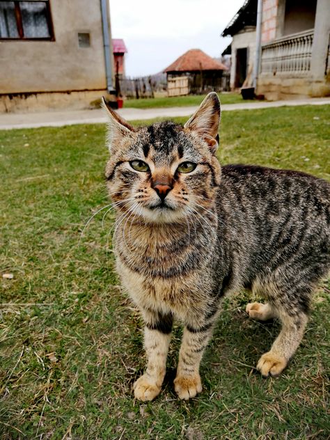 This is Valentina’s cat Duga—which means Rainbow in Serbian. On this day, Duga was out for a stroll in the small Serbian village where he lives. #GorgeousCat #Mouser Serbian Cat, Serbian Village, Gorgeous Cats, He Lives, All About Cats, Cat Pin, Animal Memes, Pets Cats, Cute Animals