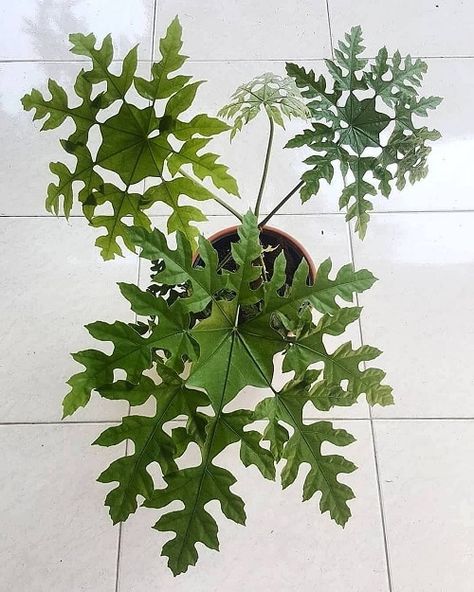 16 Indoor Plants with Fanciful Cut Foliage | Balcony Garden Web Plant Goals, Plantas Bonsai, Plant Care Houseplant, Apartment Plants, House Plant Pots, Unusual Plants, House Plants Decor, Unique Plants, Perfect Plants