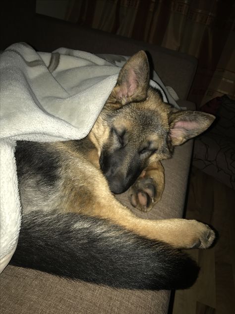 Sleepy German Shepherd, German Shepherd Sleeping, Baby German Shepherds, German Shepherd Pictures, Dream Dog, Black Men Street Fashion, Crazy Funny Pictures, Men Street Fashion, Bestest Friend