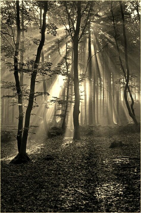 Sepia Forest Ormanlık Alan, Belle Nature, Walk In The Woods, Tree Forest, Jolie Photo, Foto Inspiration, Enchanted Forest, Beautiful Tree, Amazing Nature