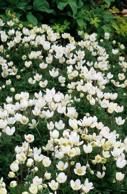 !!The asphodel meadows Small Backyard Vegetable Garden, Asphodel Meadows, Anemone Sylvestris, Backyard Vegetable Garden Design, Garden Grid, Backyard Vegetable Garden, Pot Gardening, Garden Perennials, Nature Places