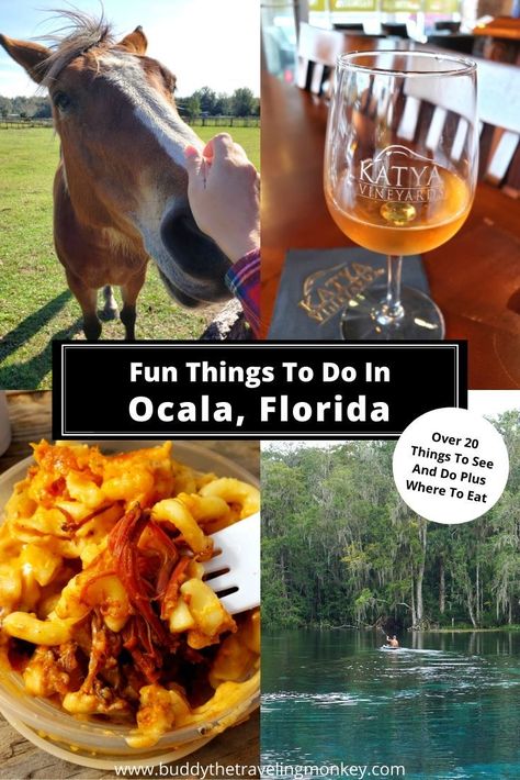 There a lot of fun things to do in Ocala, Florida! Both kids and adults will love the parks, museums, and restaurants that call Ocala home.    #Ocala #Florida #Travel #OcalaMarion #CentralFlorida Epic Vacations, Travelling Usa, Florida Travel Guide, Travel Florida, Usa Destinations, Florida Food, Ocala Florida, Travel America, Visit Usa