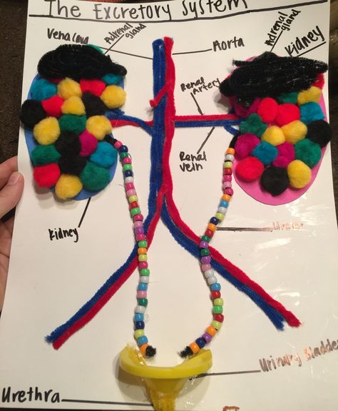 Excretory system model. Highschool biology project Excretory System Model, Highschool Biology, Body Systems Project, Biology Project, Biology Experiments, Human Body Projects, Excretory System, Human Body Science, Biology Projects