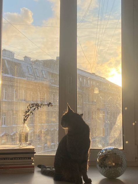 winter sun, cat, winter vibe, cozy Cold Months Aesthetic, Winter Sun Aesthetic, Sunny Winter Aesthetic, Winter Playlist Covers, Late Winter Aesthetic, January Aesthetic Month, Sun In Winter, Winter Watch, Sunny Winter Day