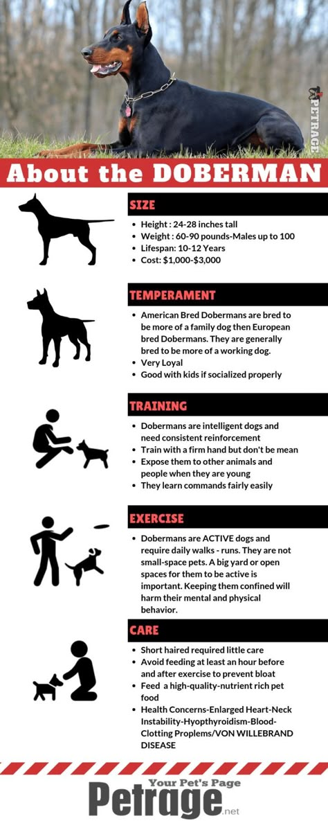 How To Train A Doberman Puppy, Dogs Infographic, Perro Doberman Pinscher, Blue Doberman, Doberman Breed, Doberman Training, Black Doberman, Doberman Pinscher Puppy, Doberman Dog