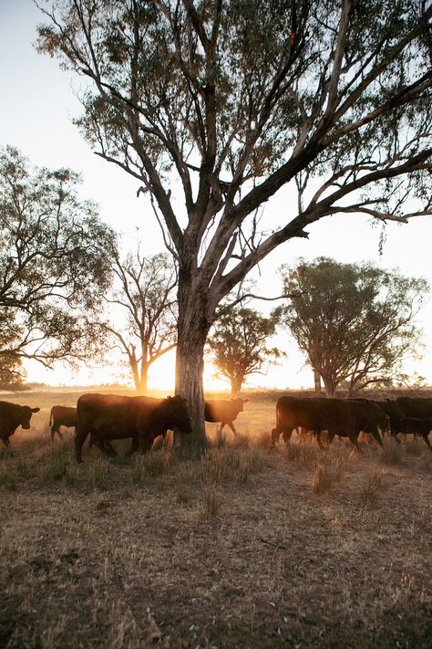 Ranch Vision Board, Western Photography Aesthetic, Farm Iphone Wallpaper, Cow Asthetic Picture, Australian Country Aesthetic, Cattle Ranch Aesthetic, Texas Ranch Aesthetic, Ranch Hand Aesthetic, Country Asthetic Photos