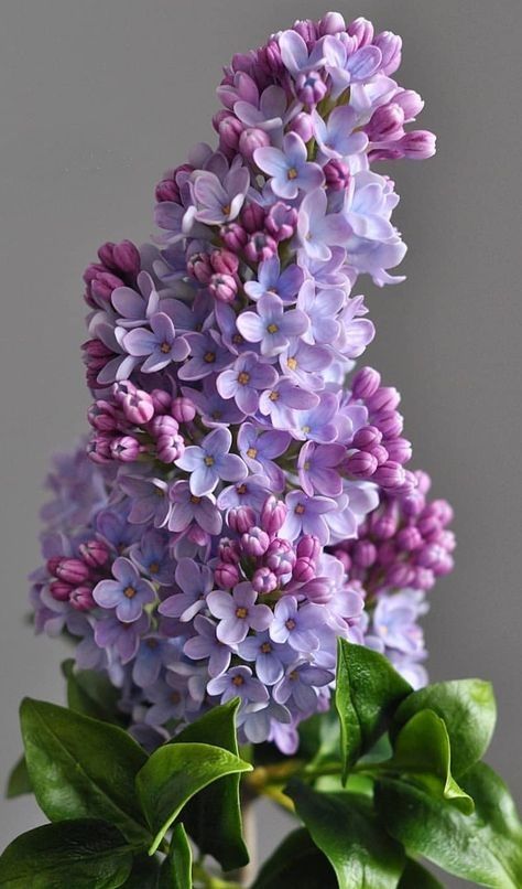 Ge Aldrig Upp, Lilac Flowers, Pretty Plants, Clay Flowers, Exotic Flowers, Flowers Nature, Flower Photos, Flower Pictures, Dream Garden