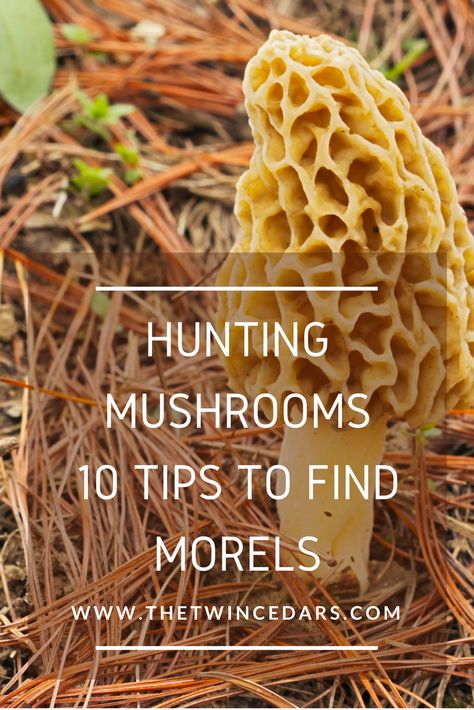 Morel Mushroom Hunting: 10 Tips you may not know and a link to a free mushroom field guide. #foraging #morelmushroom Morels Mushrooms, Mushrooms Identification, Morel Mushroom Recipes, Cooking Mushrooms, Morel Mushroom Hunting, Edible Wild Mushrooms, Growing Mushrooms At Home, Wild Foraging, Mushroom Varieties