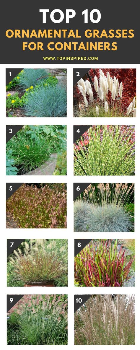 Grasses For Pots, Patio Container Gardening, Ornamental Grass, Grasses Garden, Ornamental Grasses, Outdoor Planters, Lawn And Garden, Container Plants, Outdoor Plants