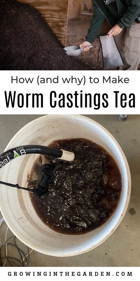 Learn how to make nutrient-rich worm castings tea for bigger harvests, healthier trees & pest-free gardens! Zach from Arizona Worm Farm shares his recipe. Worm Farm Diy, Worm Castings Tea, Wood Chip Mulch, Worm Farming, Farm Harvest, Mushroom Compost, Sustainable Homestead, Farm Diy, Worm Castings