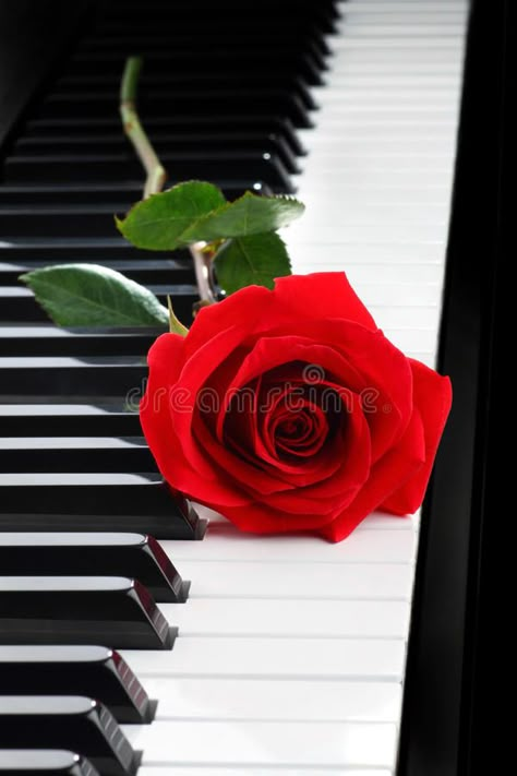 Musical Art, Airbrush Art, Piano Lessons, Stock Photography Free, Red Rose, Beautiful Roses, The Words, Music Art, Rose Flower