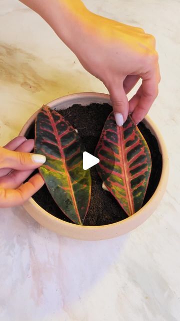 Plants Videos, Plant Starters, Gardening Videos, Growing Moss, Vegetable Garden Planning, Plant Care Houseplant, Succulent Garden Diy, Backyard Vegetable Gardens, Plant Hacks