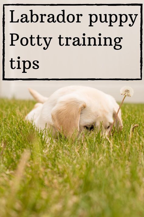 How To Train A Labrador Puppy, Lab Puppy Training Tips, Training A Lab Puppy, Potty Training Videos, Lab Puppy Training, Puppy Potty Training Tips, Labrador Training, Puppy Training Schedule, House Training Puppies