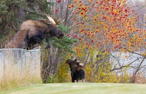 16 Majestic Moments From 2016 On The Kenai | Up Close and Personal Alaska - The Kenai Peninsula Moose Pics, Caribou Maine, Caribou Hunting, Moose Tracks, Alaska Moose, Moose Pictures, Moose Hunting, Moose Deer, Bull Moose