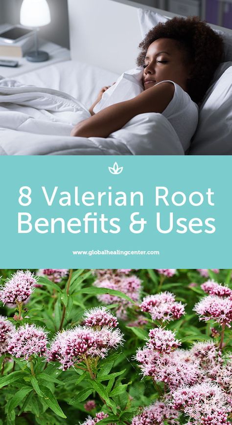 Valerian Root Tea Benefits, Valerian Tea Benefits, Benefits Of Valerian Root, Survivor Diet, Valerian Benefits, Valerian Root Benefits, Valerian Root Tea, Herb Apothecary, Valerian Tea