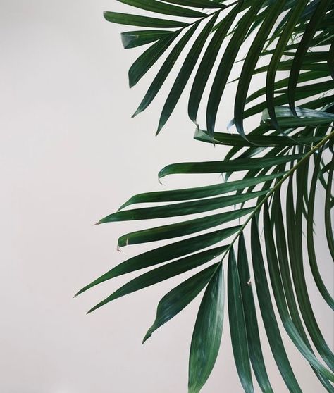 Palm Branch Aesthetic, Palm Leaves Aesthetic, Botanical Classroom, Palmtrees Aesthetic, Palm Aesthetic, Palm Tree Aesthetic, Palm Branch, Palm Tree Leaves, Skin Natural Remedies