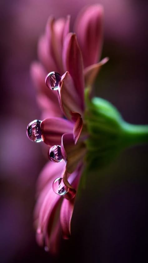 Macro Fotografie, Macro Fotografia, Foto Macro, Macro Photography Flowers, Futurisme Retro, Italian Life, Macro Flower, Water Art, Macro Photos