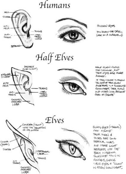 Types of Ears and Eyes, Humans, Half Elves, Elves, text; How to Draw Manga/Anime Eye Drawings, Tattoo Patterns, Draw Human, Drawing Hands, Elves Fantasy, 얼굴 드로잉, Human Eyes, Drawing Eyes, Drawing Hair