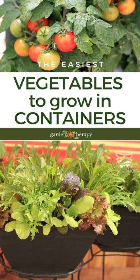 Growing Vegetables in Containers - These Are The Easiest Ones How To Container Vegetable Garden, Vegetable Garden Pots Container, Grow Your Own Vegetables Small Spaces, Pot Plant Vegetable Garden, Growing Fruit And Vegetables In Pots, Growing Veg In Pots, How To Container Garden, Flower Pot Vegetable Garden Ideas, Growing Veg In Small Spaces