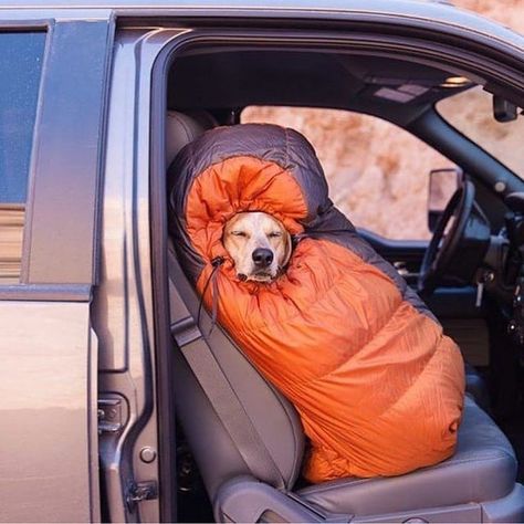 Photos of Dogs Camping Camping With Dogs, Camping Photography, Dog Camping, Dog Adventure, Dog Travel, Dog Photos, Dog Life, Dog Friends, Best Dogs