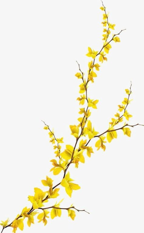 Yellow Flower Tattoo, Forsythia Flower, Yellow Flower Painting, Yellow Drawing, Yellow Flowers Painting, Yellow Flower Art, Line Art Flowers, World Of Flowers, Flowers Png