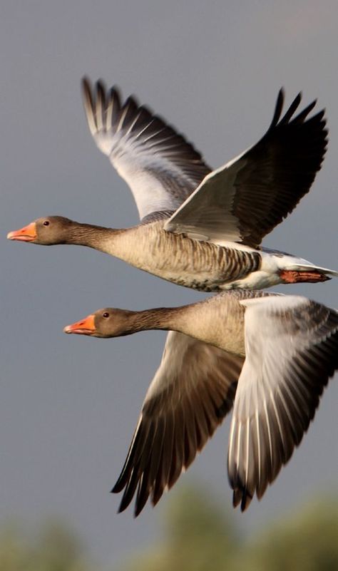 Waterfowl Taxidermy, On The Wings Of Love, Bird Identification, Bird Sanctuary, Losing 40 Pounds, Birds In The Sky, Shorebirds, Bird Watcher, European Destinations