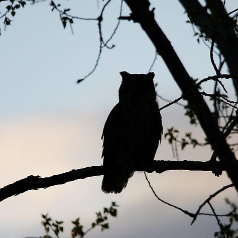 Owl Core Aesthetic, Flying Owl Silhouette, Owl Asthetic, Black Owl Aesthetic, Great Horned Owl Aesthetic, Owls Aesthetic, Morgan Core Aesthetic, Mariam Core, Morgan Aesthetic