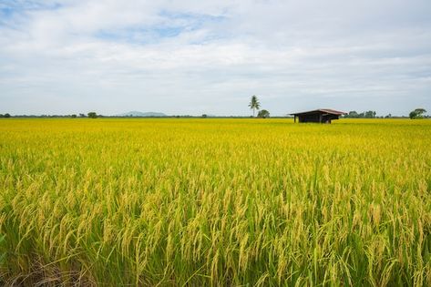 Yellow green rice field | Premium Photo #Freepik #photo #paddy-field #rice-field #rice-farm #rice-paddy Rice Fields Philippines, Rice Field Photography, Kota Belud, Rice Farm, Farm Background, Paddy Field, Photo Yellow, Tree Project, Rice Paddy