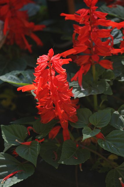 Red Salvia Perennial | Red Salvia Red Salvia Flower, Red Salvia Landscaping, Red Salvia Plant, Salvia Perennial, Tropical Sage, Salvia Flower, Salvia Plant, Red Salvia, Salvia Plants