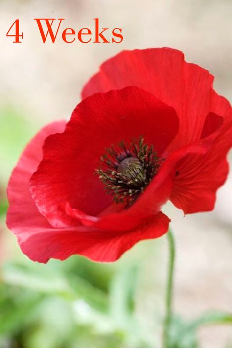 Poppies Tattoo, Poppy Art, Poppy Painting, Watercolor Flower Art, Ideas Garden, Poppy Flower, Red Flower, Flower Photos, Red Poppies