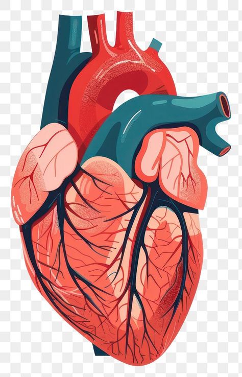 Anatomy Heart, Anatomy Organs, Heart Organ, Png Heart, Heart Clip Art, Heart Anatomy, About Heart, Medical Anatomy, Heart Images