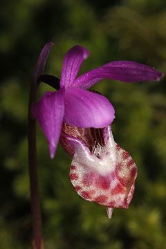 Calypso Orchid, Fairy Slippers, Slipper Orchid, Garden Flower Beds, Exotic Orchids, Unusual Flowers, Beautiful Orchids, Rare Flowers, Exotic Plants