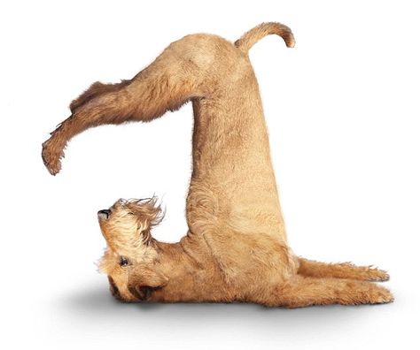 I LOVE THIS! Absolutely adorable! Looks like my labradoodle. Barking mad: The dogs that strike yoga poses for a bizarre new yoga calendar Funny Yoga Poses, Dog Doing Yoga, Animal Yoga, Clever Dog, Dog Calendar, Animal Humour, Irish Terrier, Dog Yoga, Yoga Times