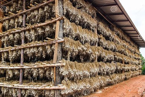 Dry Garlic in the Warehouse Stock Image - Image of leaf, organic: 40820587 Garlic Farm, Food Growing, Cultural Food, Leaf Images, Organic Food, Stock Photography Free, Screen Savers, Framed Artwork, Farmer