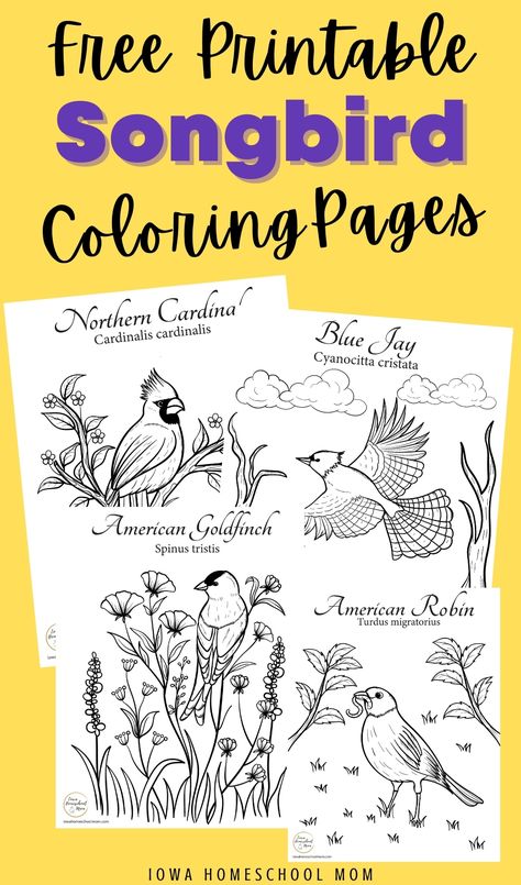 Biome Coloring Pages, Homeschool Coloring Pages, Activity Pages For Kids Free Printables, Bird Activities, Nature Coloring Pages, Bird Coloring Page, Bird Printables, Bird Journal, Educational Coloring Pages