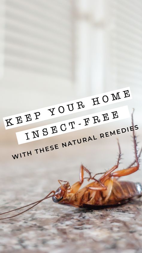 Keep Your Home Insect-Free with these Natural Remedies - The Maids Blog Home Bug Repellent House, Bug Proof Home, Household Bugs, Palmetto Bugs, House Bugs, Natural Repellent, Natural Mosquito Repellant, Unhealthy Diet, Fly Repellant