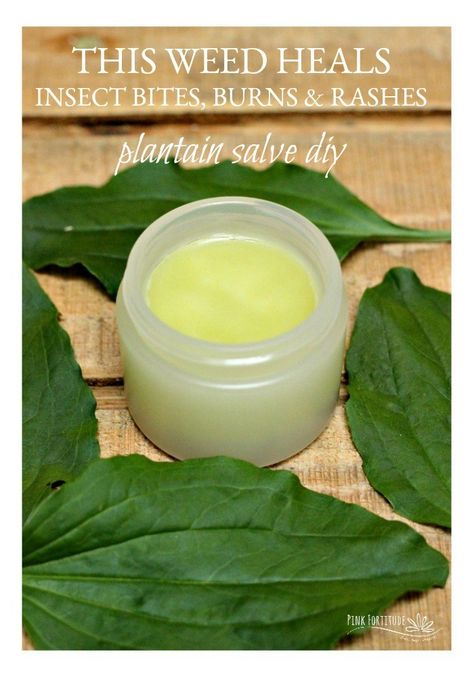 Just when you think there is nothing worse than dry winter skin, summer happens.  Summertime creates its own share of issues for your skin such as bug bites, stings, heat rashes, sunburn, and dry skin. Look no further than outside your front door for an easy DIY salve that will take the itch away. Diy Salve, Plantain Salve, Rashes Remedies, Salve Recipes, Heat Rash, Dry Winter Skin, Natural Healing Remedies, Herbal Healing, Herbs For Health