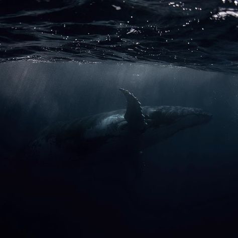 Whale Icons Aesthetic, Scary Ocean Aesthetic, Whales Aesthetic, Deep Ocean Aesthetic, Dark Ocean Aesthetic, Whale Aesthetic, Dark Nautical Aesthetic, Dark Nautical, Scary Ocean