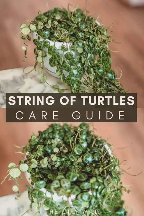 String of Turtles Care Guide (Peperomia Prostrata) Curly Plants Spirals, How To Propagate String Of Turtles, House Plant Care Guide, String Of Turtles Care, Hoya Plant Care, Turtle Plant, Hoya Care, Plant Portrait, String Of Turtles