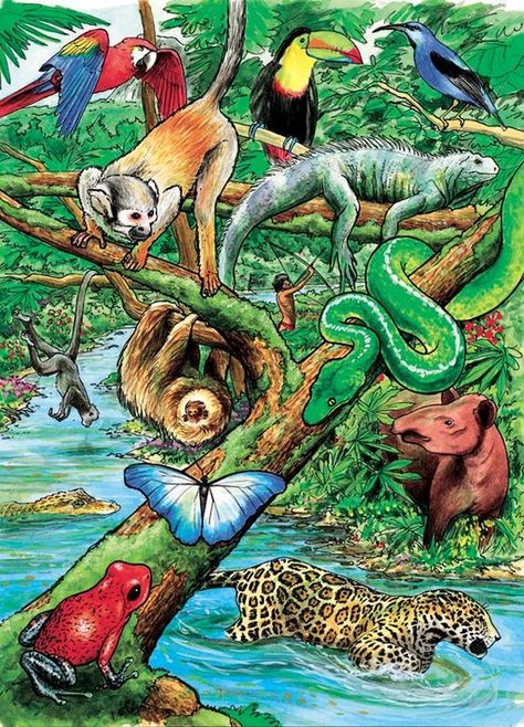 Rainforest Activities, Rainforest Theme, Forest Habitat, Rainforest Animals, Jungle Art, Afrikaanse Kunst, Amazon Rainforest, Tropical Forest, Tropical Rainforest