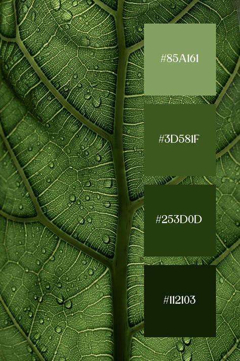 Sage Green Color Palette showcases a detailed close-up of a leaf with prominent veins and water droplets. The intricate network of veins is highlighted in various shades of sage green, creating a fresh and serene visual effect. Leaf Green Color Palette, Warm Green Color Palette, Green Palette Colour Schemes, Kelly Green Color Palette, Shades Of Green Palette, Color Palette Greens, Shades Of Green Color Palette, Green Color Swatch, Sai Aesthetic