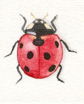 Watercolor ladybugs | Recent Photos The Commons Getty Collection Galleries World Map App ... Cute Ladybug Drawing Insects, Ladybird Drawing Simple, Simple Ladybug Drawing, Ladybug Watercolor Paintings, How To Draw Ladybug, How To Draw A Ladybug, Watercolour Ladybug, Ladybug Drawing Insects, Lady Bird Drawing