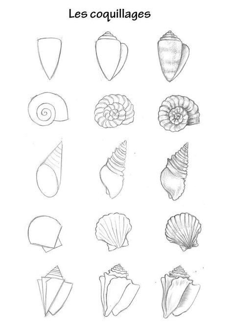 Under The Sea Animals Drawings, Sea Creatures Drawing Ocean, Simple Ocean Animal Drawing, Sea Shell Drawing Easy, Sea Creatures Painting Easy, How To Draw A Shell, Seashell Drawing Simple, How To Draw Ocean Animals, Sea Life Drawings Easy