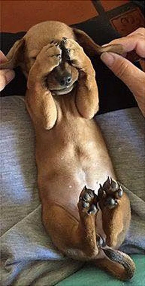 25 Hilarious Photos That Will Make You Glad Animals Exist Ras Anjing, Regnul Animal, Cele Mai Drăguțe Animale, Psy I Szczenięta, Söt Katt, Weenie Dogs, Haiwan Peliharaan, Dachshund Puppies, صور مضحكة