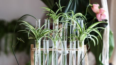 How To Propagate Spider Plant Babies And Give Them Some TLC Curly Spider Plant, Different Spiders, Spider Plant Care, Spider Plant Babies, Seed Starting Mix, Spider Plant, Top Soil, Spider Plants, Mother Plant