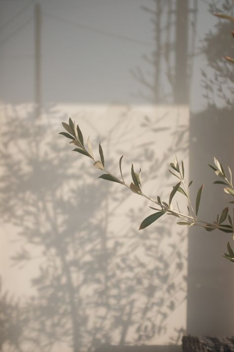 背景 シンプル, Minimalist Wallpaper, Olive Branch, Alam Semula Jadi, I Wallpaper, White Aesthetic, Aesthetic Backgrounds, استوديو الصور, Light And Shadow