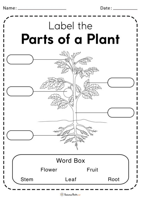 Flower Worksheet, Plant Worksheet, Plant Lessons, Plants Worksheets, Worksheets For Class 1, Body Parts Preschool, Materi Bahasa Inggris, Planting For Kids, Plants Unit