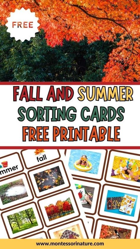 Engage Preschoolers in Learning with Free Autumn and Summer Sorting Cards - Perfect Educational Activity for Seasonal Fun - Montessori Nature Printables Montessori Seasons Free Printable, 4 Season Activities For Preschool, Free Montessori Printables Preschool, Seasons Sorting Activity Free Printable, Goodbye Summer Hello Autumn Activities, Kindergarten Sorting Activities, Nature Printables, Teaching Preschoolers, Fall Activities For Toddlers